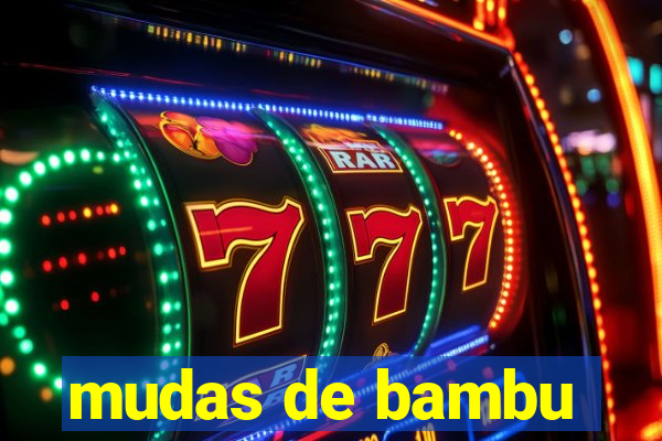 mudas de bambu